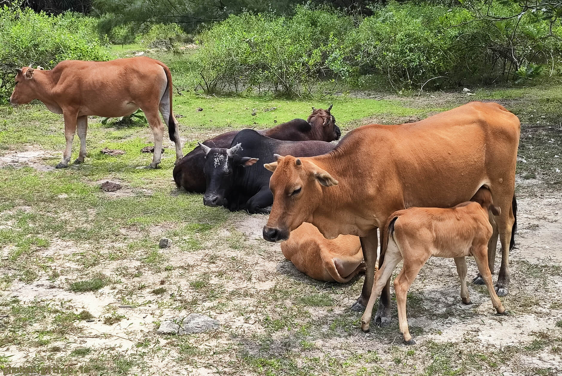 休息时光：牛马在徒步，牛群已躺平 | 香港 麦理浩径第二段 西湾村