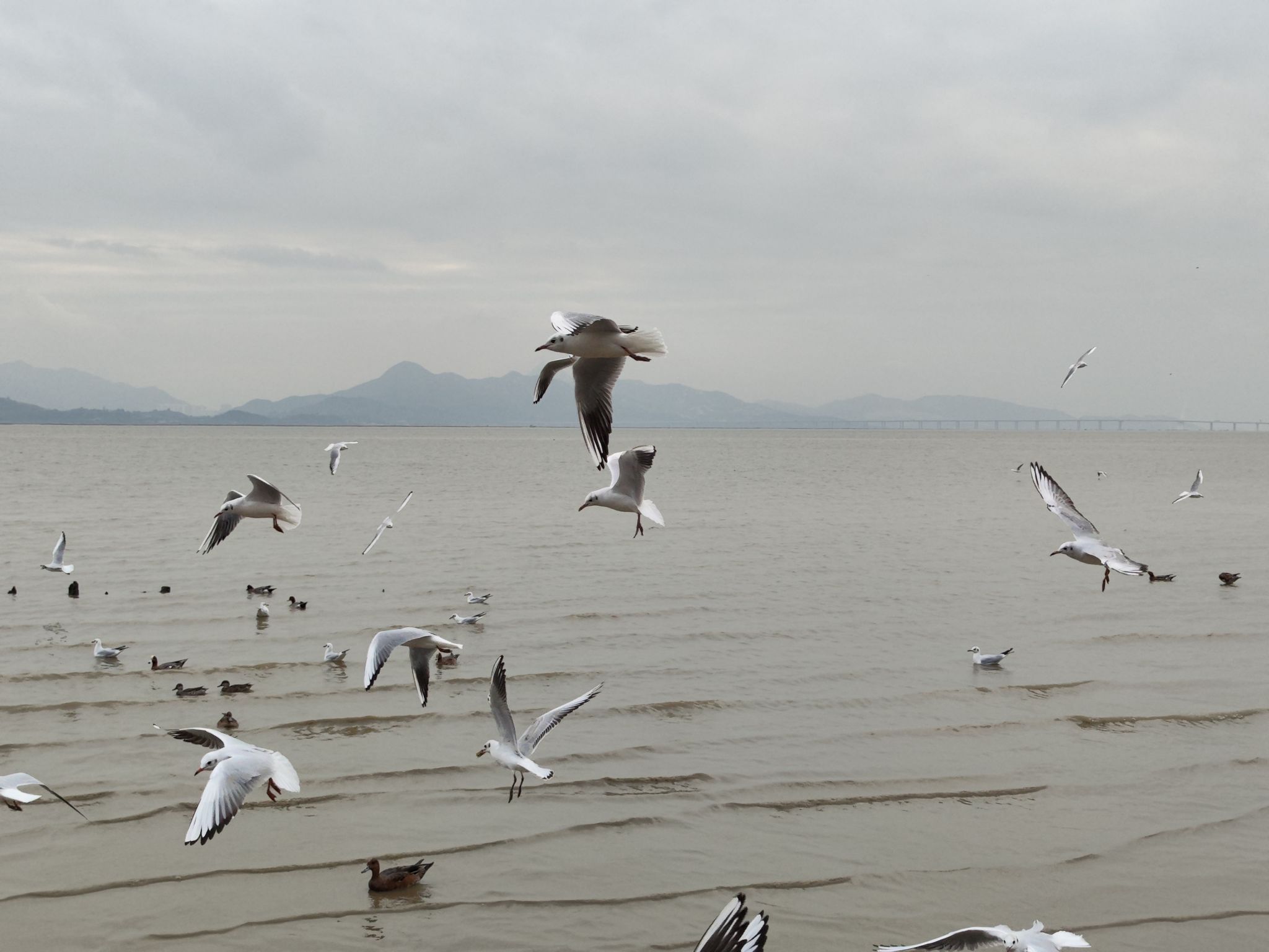 海鸟 | 广东 深圳 红树林海滨生态公园